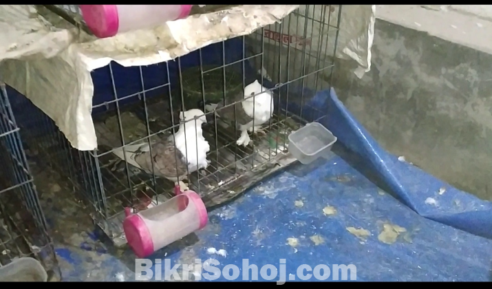 বিভিন্ন জাতের কবুতর